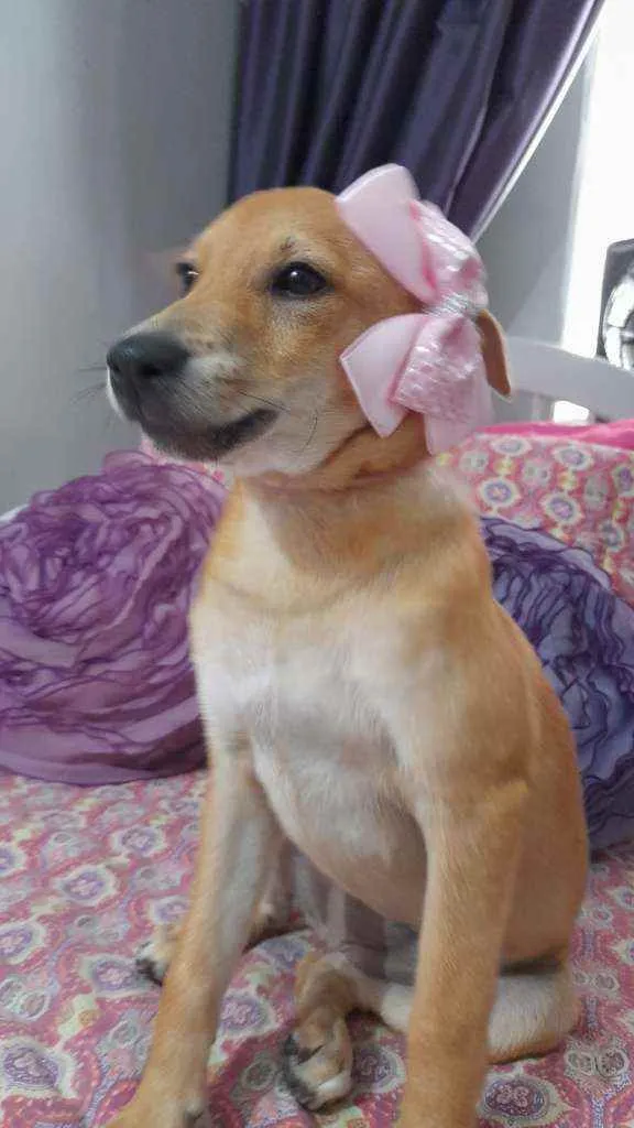 Cachorro ra a Srd  idade 2 a 6 meses nome Juliette
