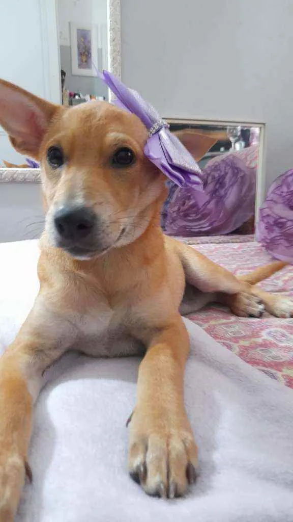 Cachorro ra a Srd  idade 2 a 6 meses nome Juliette
