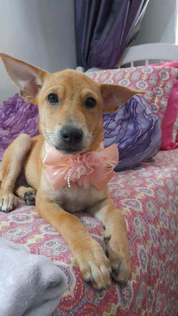 Cachorro ra a Srd  idade 2 a 6 meses nome Juliette