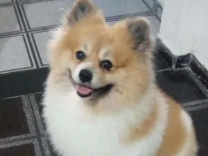 Cachorro raça Spitz Alemão idade 4 anos nome Inhame