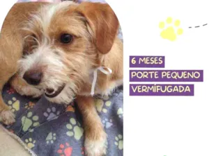 Cachorro raça Srd idade 2 a 6 meses nome Luna