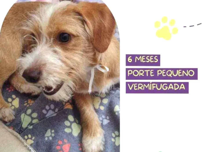 Cachorro raça Srd idade 2 a 6 meses nome Luna