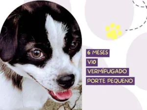 Cachorro raça Srd idade 2 a 6 meses nome Luke