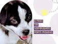 Cachorro raça Srd idade 2 a 6 meses nome Luke