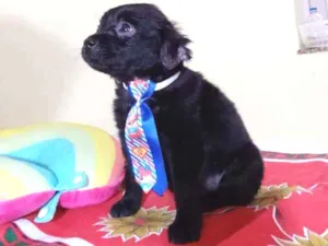 Cachorro raça Srd idade Abaixo de 2 meses nome Dengoso 