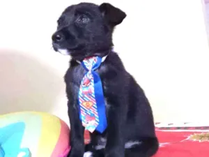 Cachorro raça Srd idade Abaixo de 2 meses nome Soneca