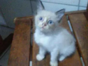 Gato raça Siamesa peludinha idade 2 a 6 meses nome Fofinha