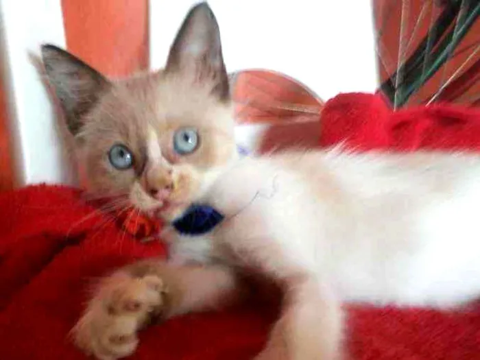 Gato ra a Siamesa peludinha idade 2 a 6 meses nome Fofinha