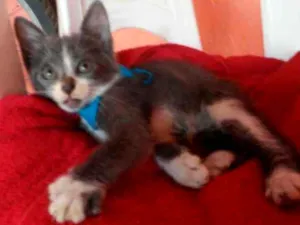 Gato raça Comum idade 2 a 6 meses nome Tom
