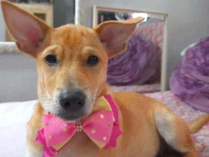 Cachorro ra a Srd  idade 2 a 6 meses nome Juliette