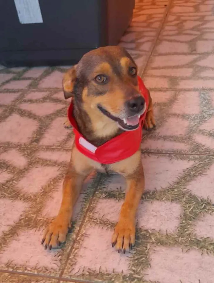 Cachorro ra a Srd idade 1 ano nome Gael