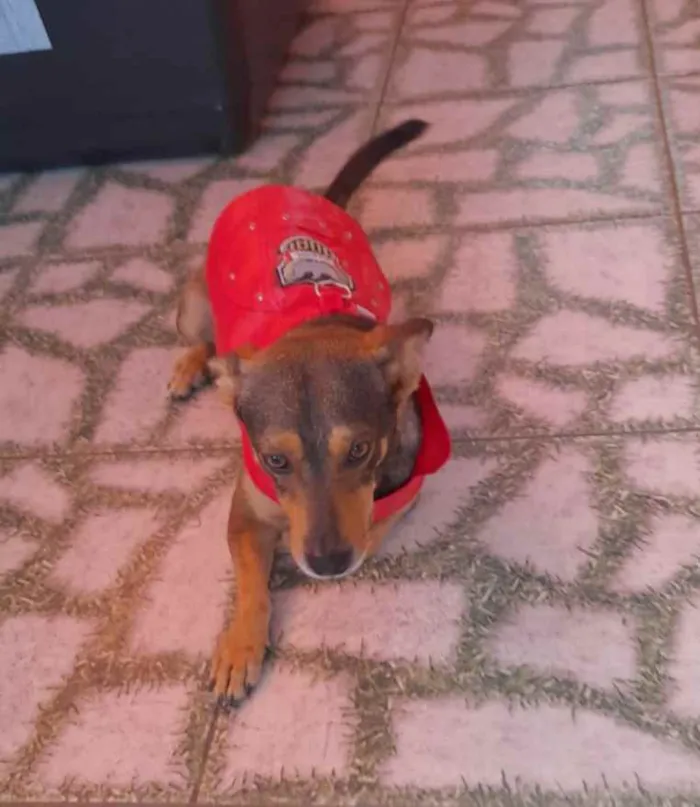 Cachorro ra a Srd idade 1 ano nome Gael