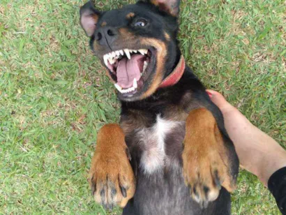 Cachorro raça Srd idade 6 ou mais anos nome Estamos chamando de 