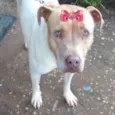 Maya 