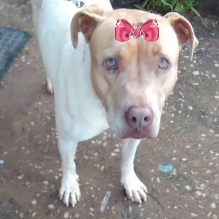 Cachorro ra a Pitbull  idade 7 a 11 meses nome Maya 