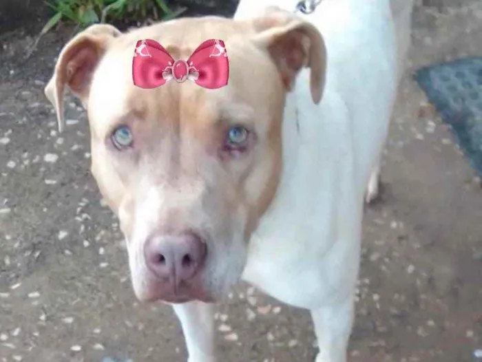 Cachorro ra a Pitbull  idade 7 a 11 meses nome Maya 