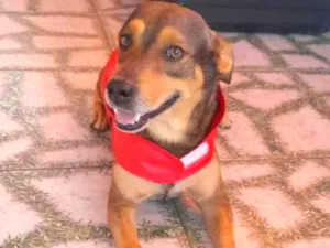 Cachorro raça Srd idade 1 ano nome Gael
