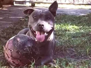 Cachorro raça american staffordshire idade 2 a 6 meses nome Buddy