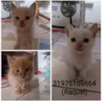 Floquinho,amora,sol