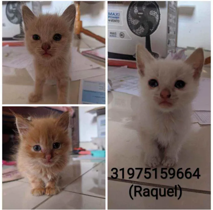 Gato raça  idade Abaixo de 2 meses nome Floquinho,amora,sol
