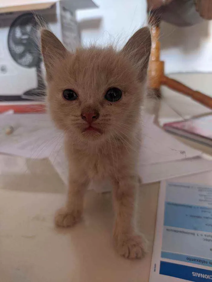Gato raça  idade Abaixo de 2 meses nome Floquinho,amora,sol