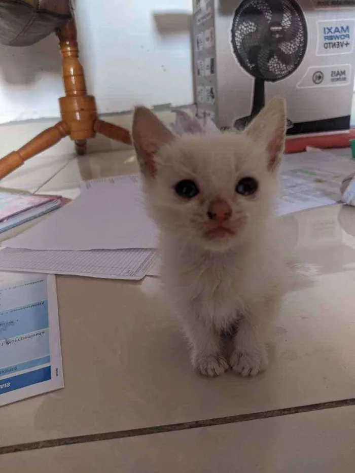 Gato raça  idade Abaixo de 2 meses nome Floquinho,amora,sol