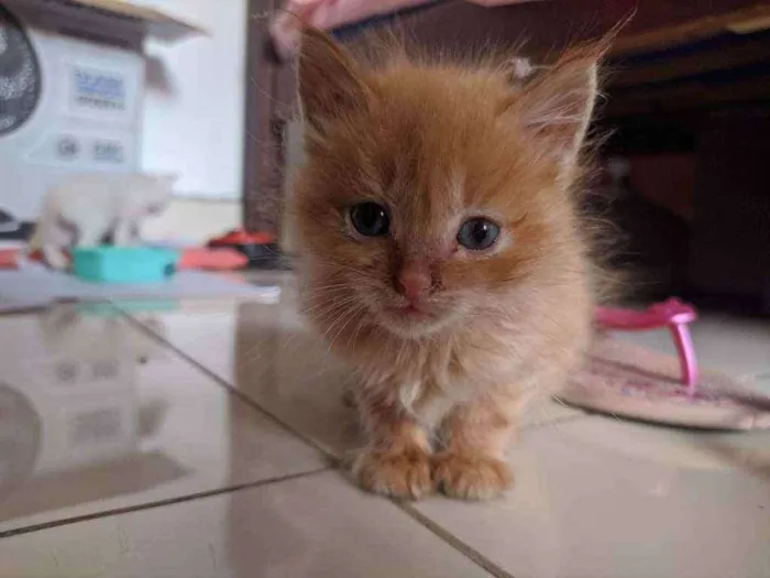 Gato raça  idade Abaixo de 2 meses nome Floquinho,amora,sol