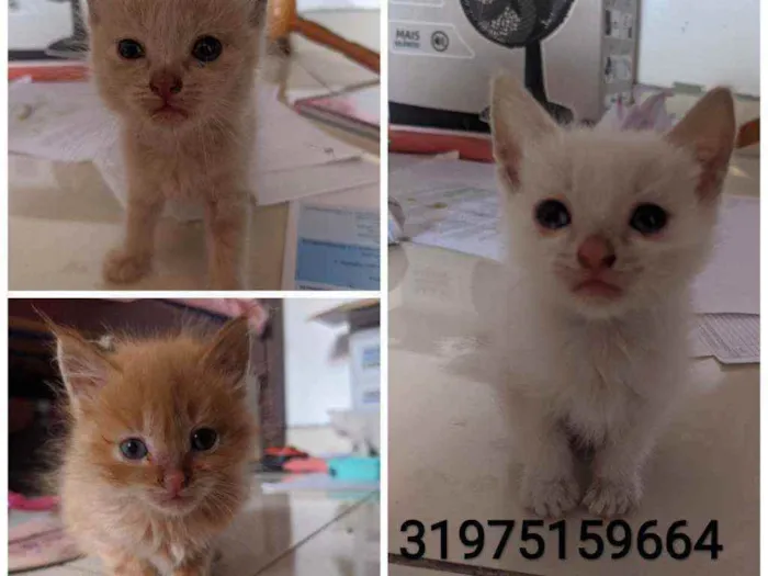 Gato raça  idade Abaixo de 2 meses nome Floquinho,amora,sol