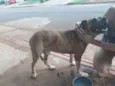 Indefinido