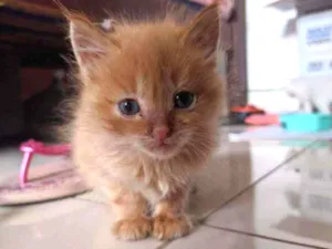 Gato raça  idade Abaixo de 2 meses nome Floquinho,amora,sol