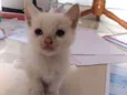 Floquinho,amora,sol