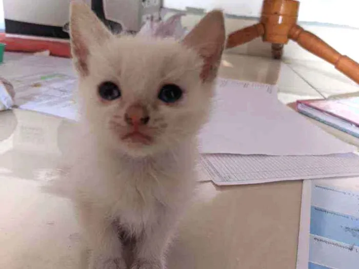 Gato raça  idade Abaixo de 2 meses nome Floquinho,amora,sol
