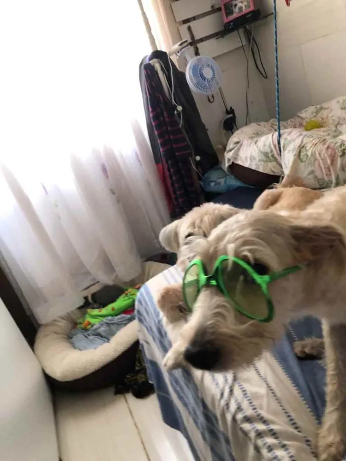 Cachorro ra a Mix  Fox Terrier pelo Duro idade 1 ano nome Denis