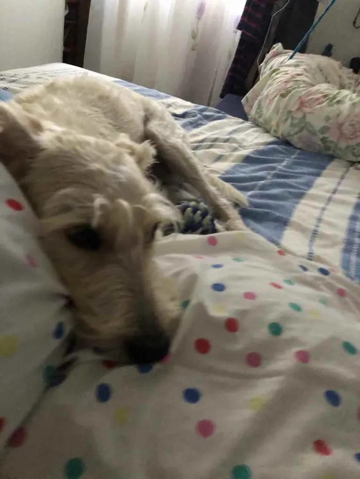 Cachorro ra a Mix  Fox Terrier pelo Duro idade 1 ano nome Denis