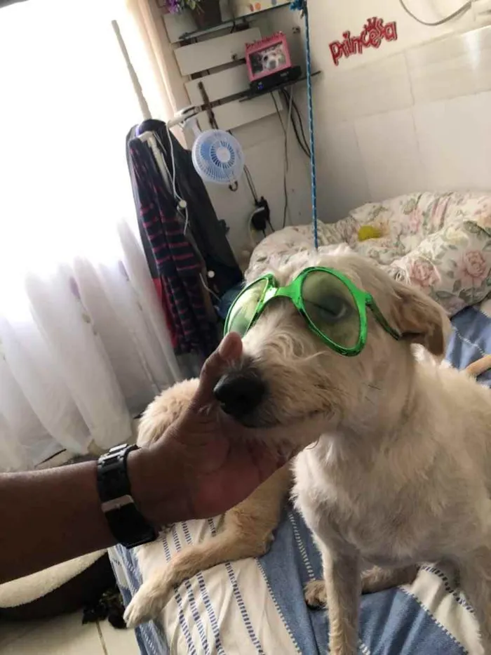 Cachorro ra a Mix  Fox Terrier pelo Duro idade 1 ano nome Denis