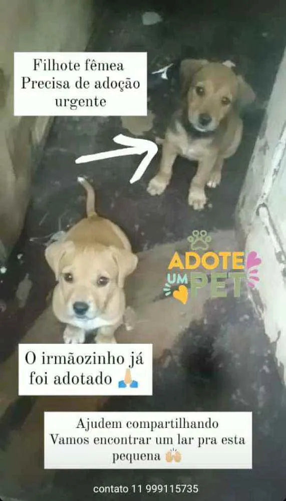 Cachorro ra a SRD idade Abaixo de 2 meses nome Bebês