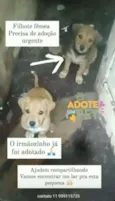Bebês