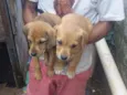 Bebês