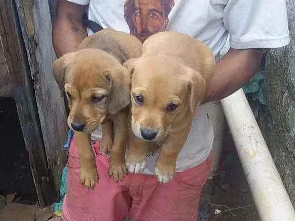Cachorro ra a SRD idade Abaixo de 2 meses nome Bebês