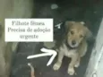 Bebês