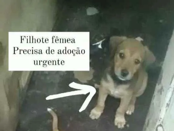 Cachorro ra a SRD idade Abaixo de 2 meses nome Bebês