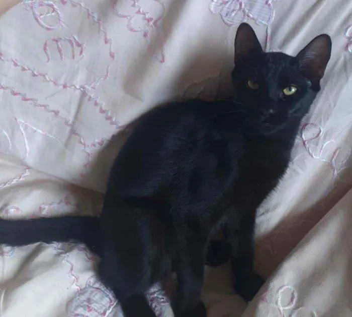 Gato ra a SRD idade 2 a 6 meses nome PRETINHO