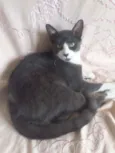 GATINHO
