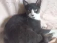 GATINHO