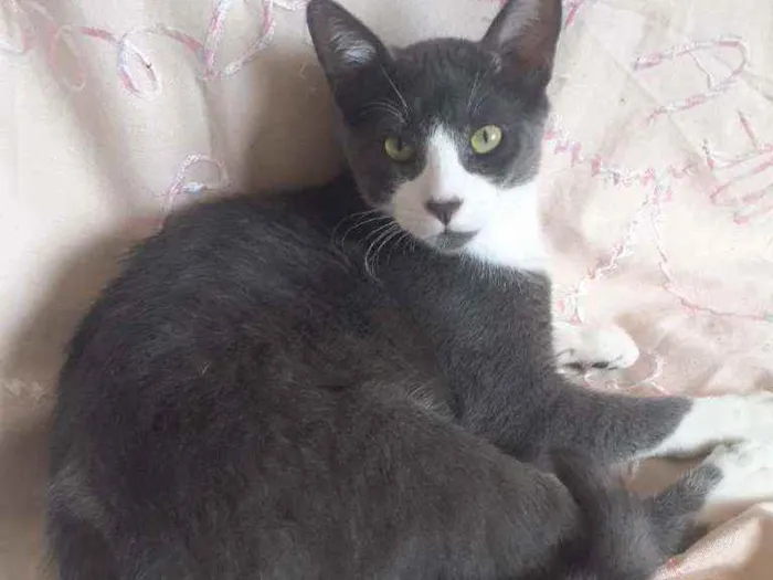 Gato ra a SRD idade 2 a 6 meses nome GATINHO