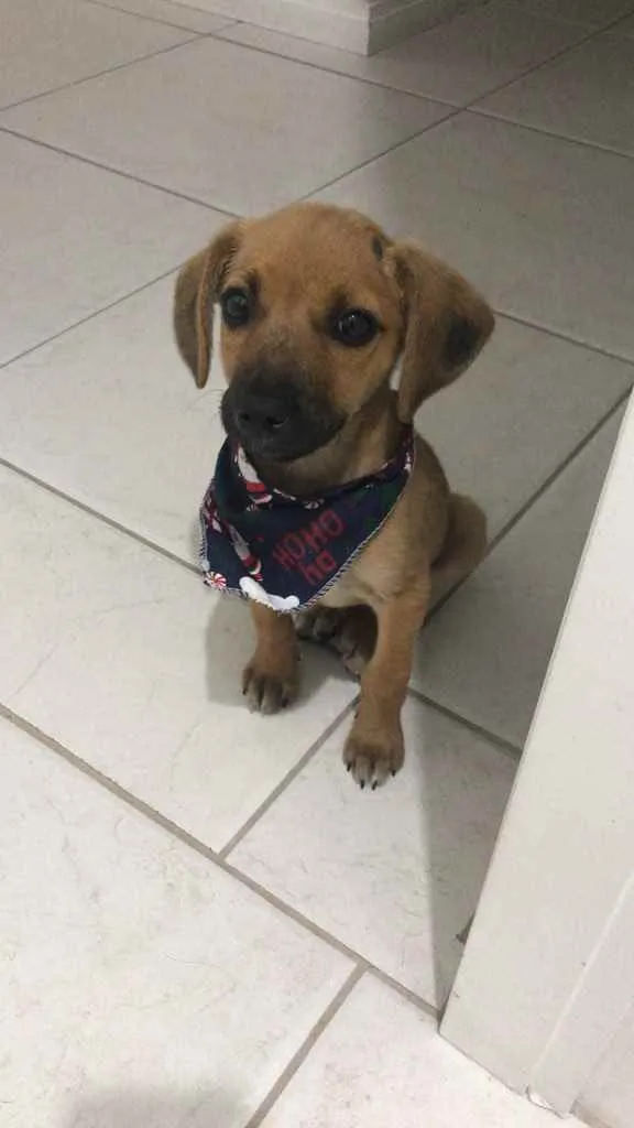 Cachorro ra a Não sabemos idade 2 a 6 meses nome Não tem