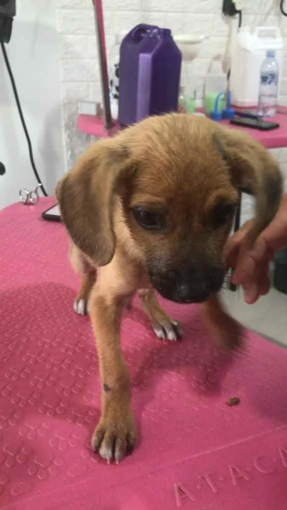 Cachorro ra a Não sabemos idade 2 a 6 meses nome Não tem