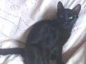 Gato raça SRD idade 2 a 6 meses nome PRETINHO
