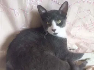 Gato raça SRD idade 2 a 6 meses nome GATINHO