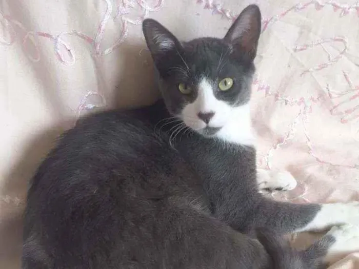 Gato ra a SRD idade 2 a 6 meses nome GATINHO